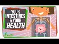 3 Surprising Ways Your Intestines Affect You
