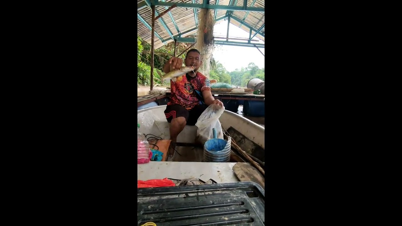 ikan baung 916 sungai Semantan