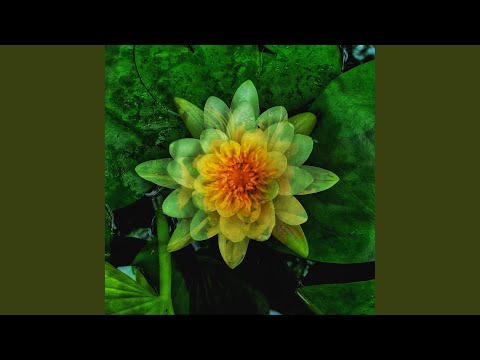 Rainforest auf YouTube ansehen Rainforest auf YouTube ansehen