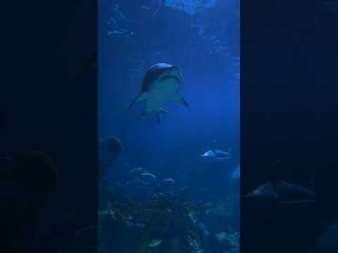 Why Sharks Never Stop Swimming? 🦈😱