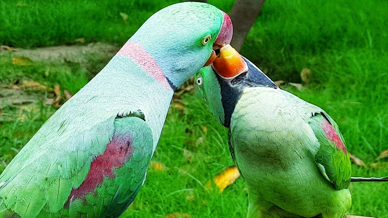 Alexandrine Raw Parrot Males feed eachother kashmiri Raw Parrots YouTube