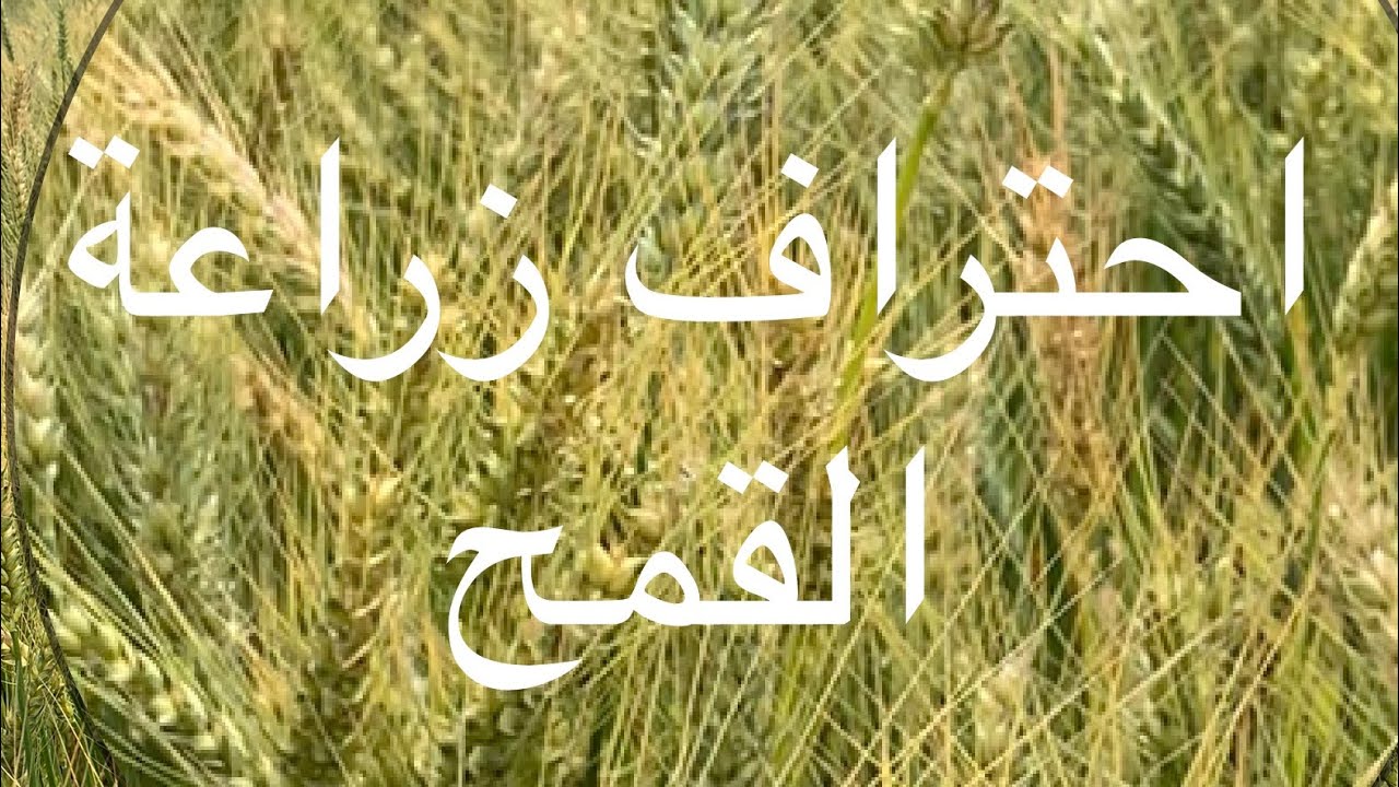 احترف زراعة القمح وتجنب اهم الاخطاء