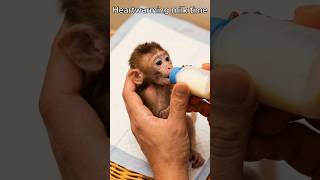 How to Bottle Feed a Rescued Baby Animal #tutorial #animalcare #rescue