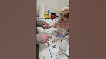 Penn Foster skill 12: IV injection dog