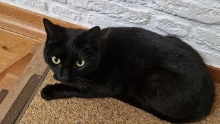 Meow meow meowwmmrrapp mrrrap