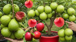 Ide baru menanam pohon jambu biji dengan apel agar berbuah bersamaan | Sambung Jambu Biji