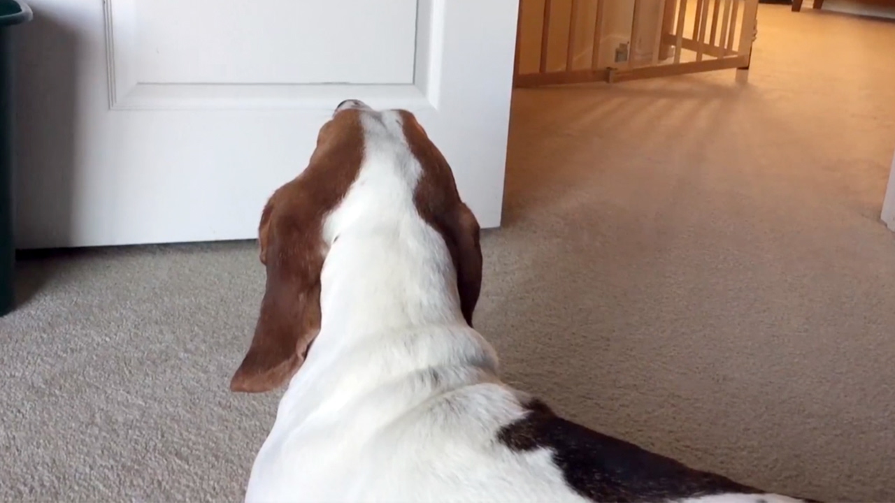 Grumpy Dog Hates Owners Trumpet Practice YouTube