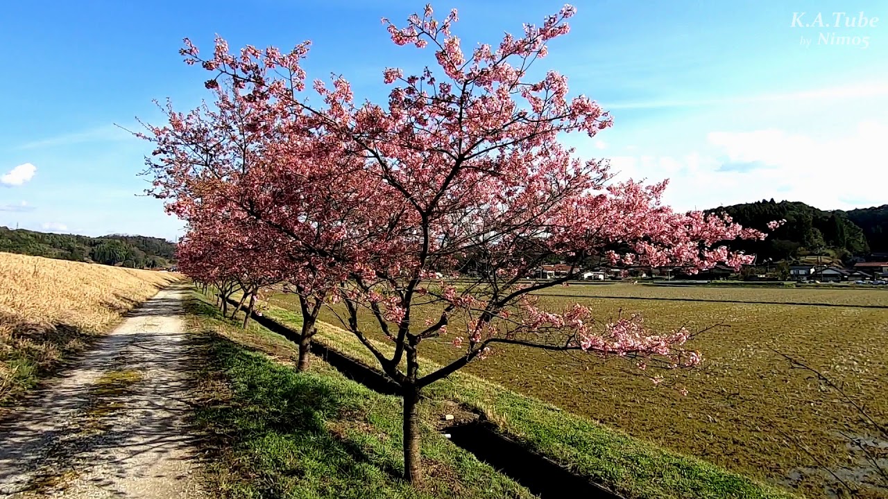 お花見 春殖地区 赤川沿い 河津桜並木 14 Mar 19 島根県雲南市大東町 Youtube