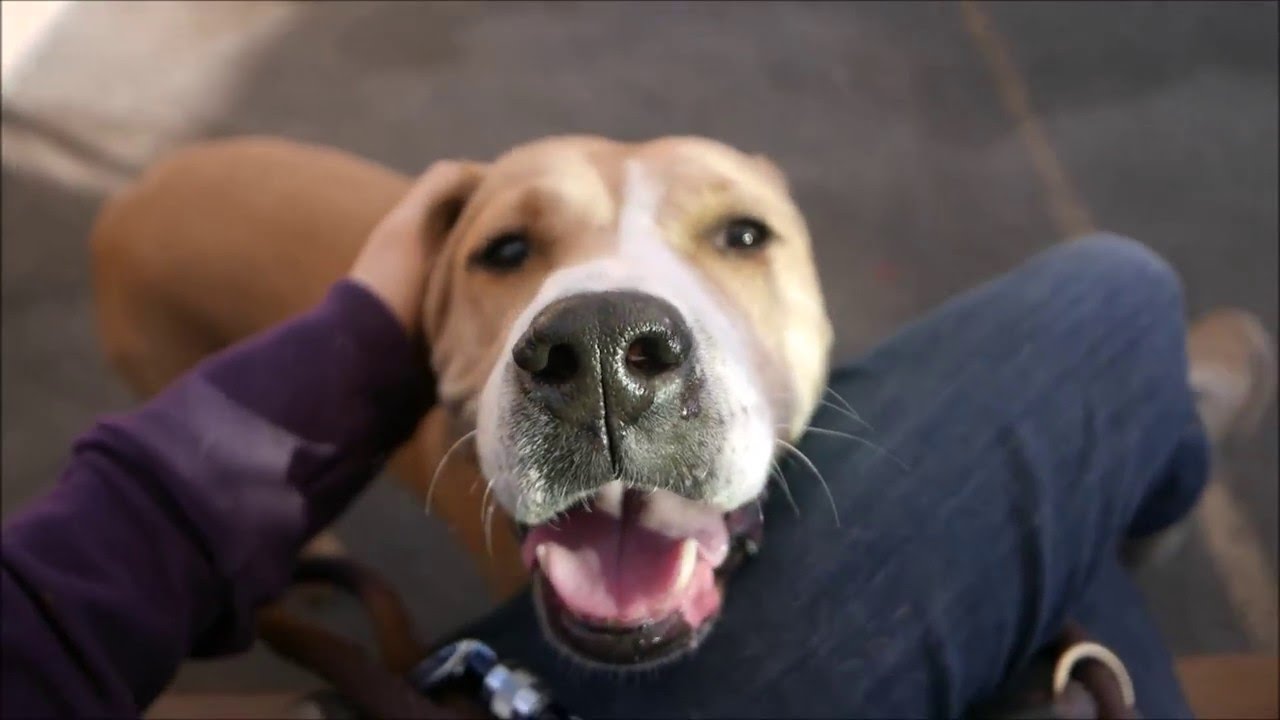 Eastern - A1070188 - Brooklyn ACC camera iphone 8 plus apk