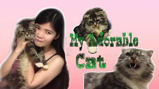 My Adorable | Handsome Cat
