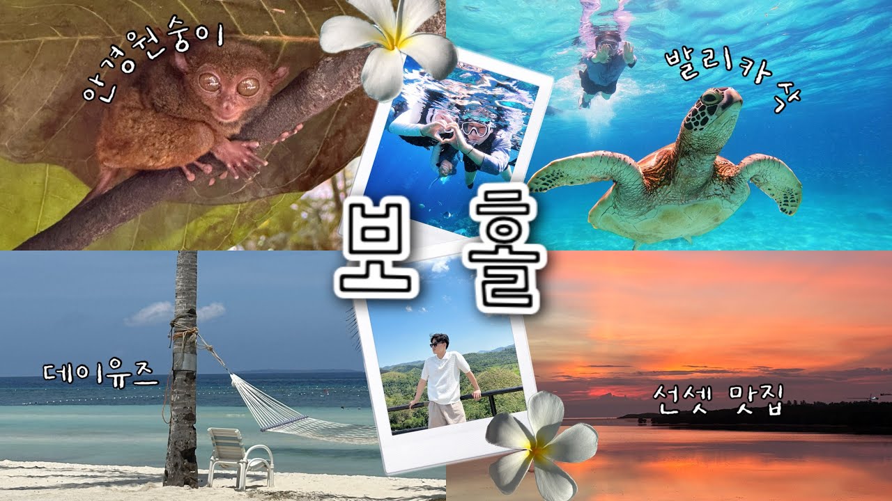 보홀 여행 브이로그🇵🇭 투어마다 거북이 성공🐢🔥 발리카삭·나팔링·스쿠버다이빙, 육상투어, BBC 데이유즈, 선셋 맛집 I 일정 더보기✔️, 마지막에 순금이 약간 출연!