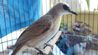 DIFFERENCES BETWEEN MALE AND FEMALE YELLOW-VENTED BULBULS BASED ON HEAD AND TAIL