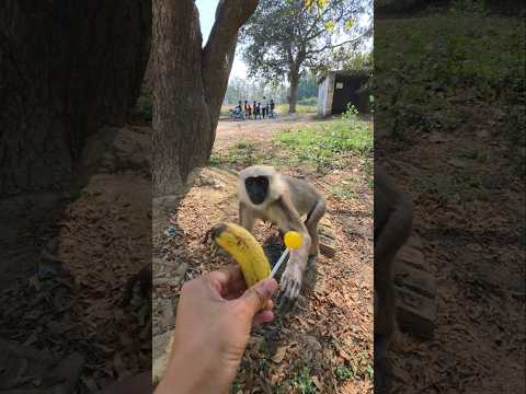 Jai bajrangbali 🙏 🚩 #viral #monkey