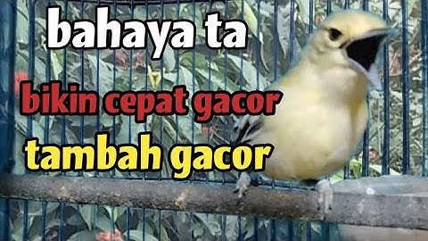 SUARA SIRPU BETINA MEMANGGIL JANTAN SANGAT MUJARAB MENAIKKAN EMOSI GACOR SIRPU JANTAN BAHAN,MACET