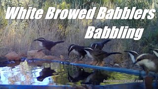 7 white Browed Babblers Babbling