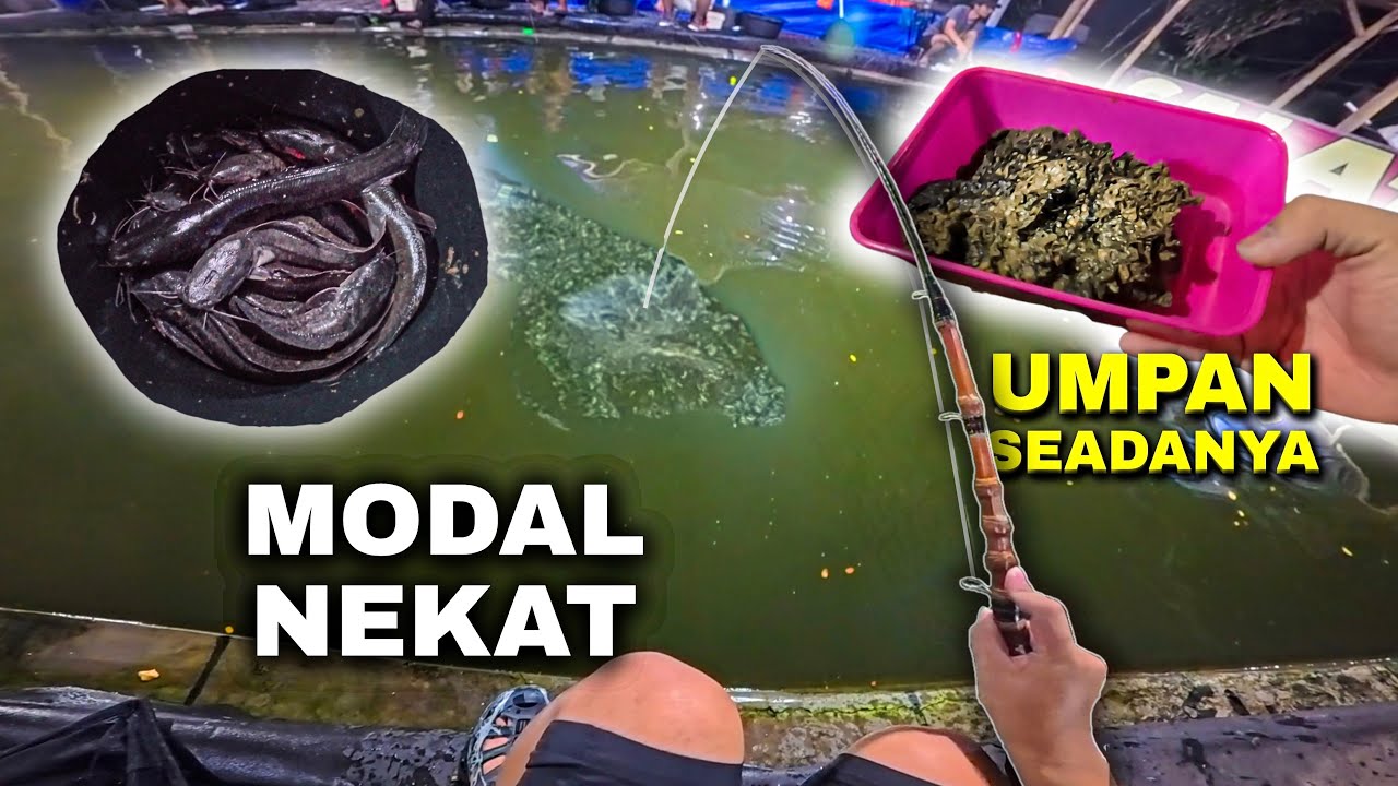 Galatama Lele Tanpa Kedi! Tanpa persiapan dan pake umpan seadanya