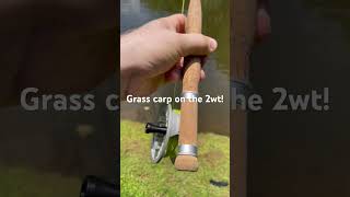 My first grass carp on the fly