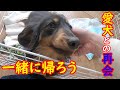 離婚して離れて暮らしていた愛犬をお迎えに行きました【奇跡の再会/保護猫】