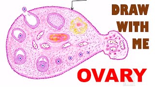 OVARY HISTOLOGY - Illustration ! Draw with me