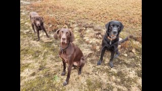 Stopfluit Signaal Oefenen Met Duitse Staande Korthaar Lees Zeker De Uitleg Hieronder