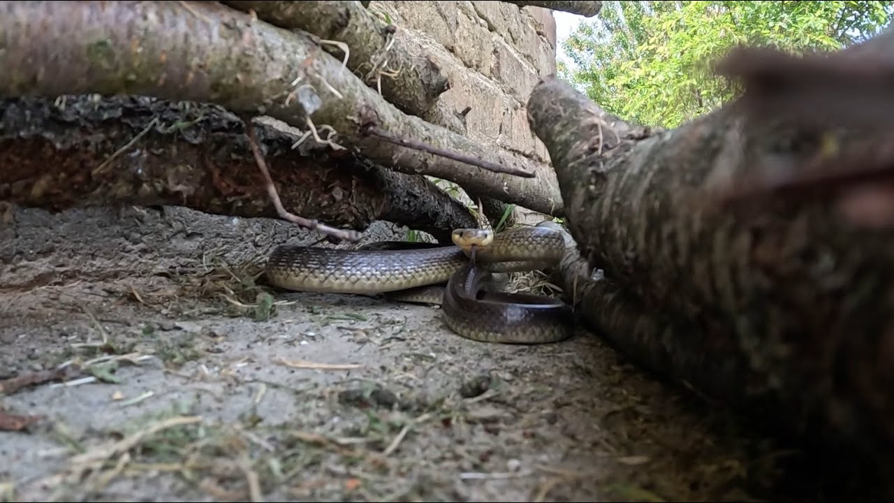 Zmijski susreti treće vrste