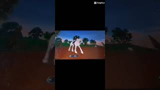 ❤️ #Harley #Tinker #Sumak #Araber #equestrian #edit #sports #svenhorse #pferd #horse #Turnier #Love