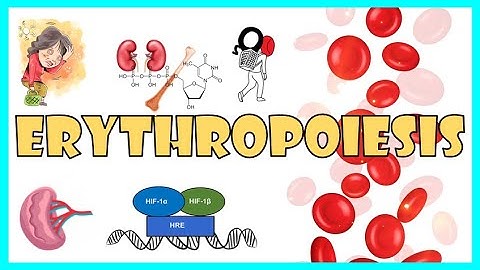 Erythropoiesis:- Steps in RBC formation, Regulation of Erythropoiesis, Lifespan & Destruction of RBC