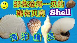 珍稀贝壳～来自海洋的精灵【梦云天】