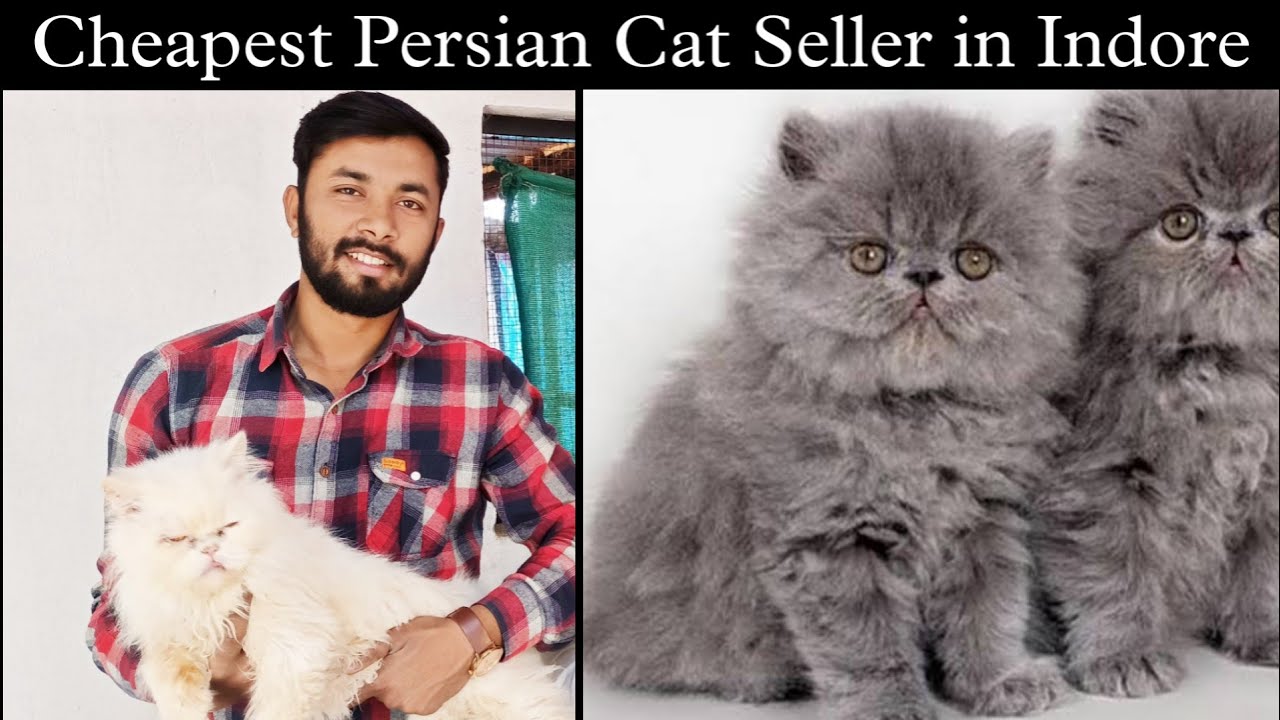 Cheapest Best Cat Seller in Indore Cat Shop in Indore Cat seller in Indore indore 