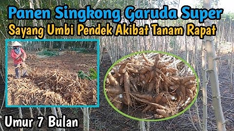 Panen Singkong Garuda Super Dengan Jarak Tanam Rapat