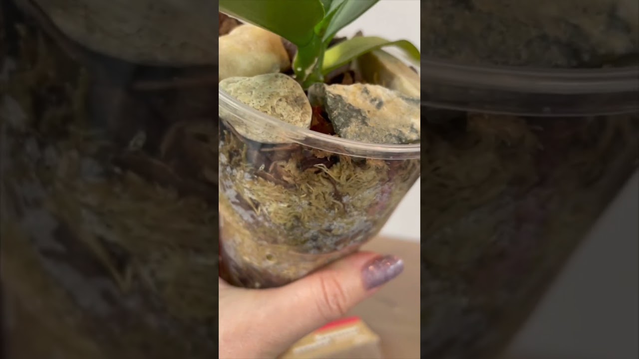 79. Почему я использую кокосовое волокно при посадке орхидей?!