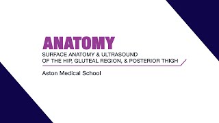 Surface anatomy & ultrasound of the hip, gluteal region, & posterior thigh