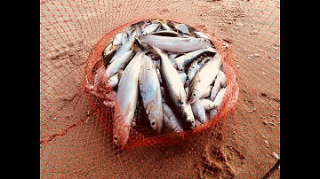 Trải nghiệm kéo cá buổi sáng ở VŨNG TÀU , kéo lên toàn Sứa nhưng vui ||