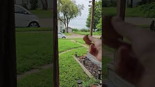 Lady Calls Squirrel and Gives It a Treat