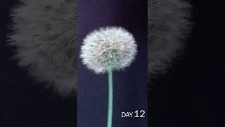 Dandelion Flower Time Lapse