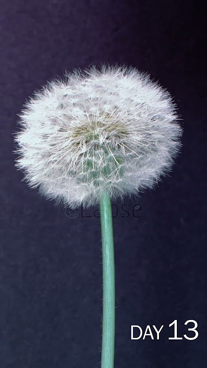 Dandelion Flower Time Lapse
