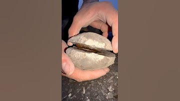 We found not one, but TWO gorgeous ammonite fossils! 🤯