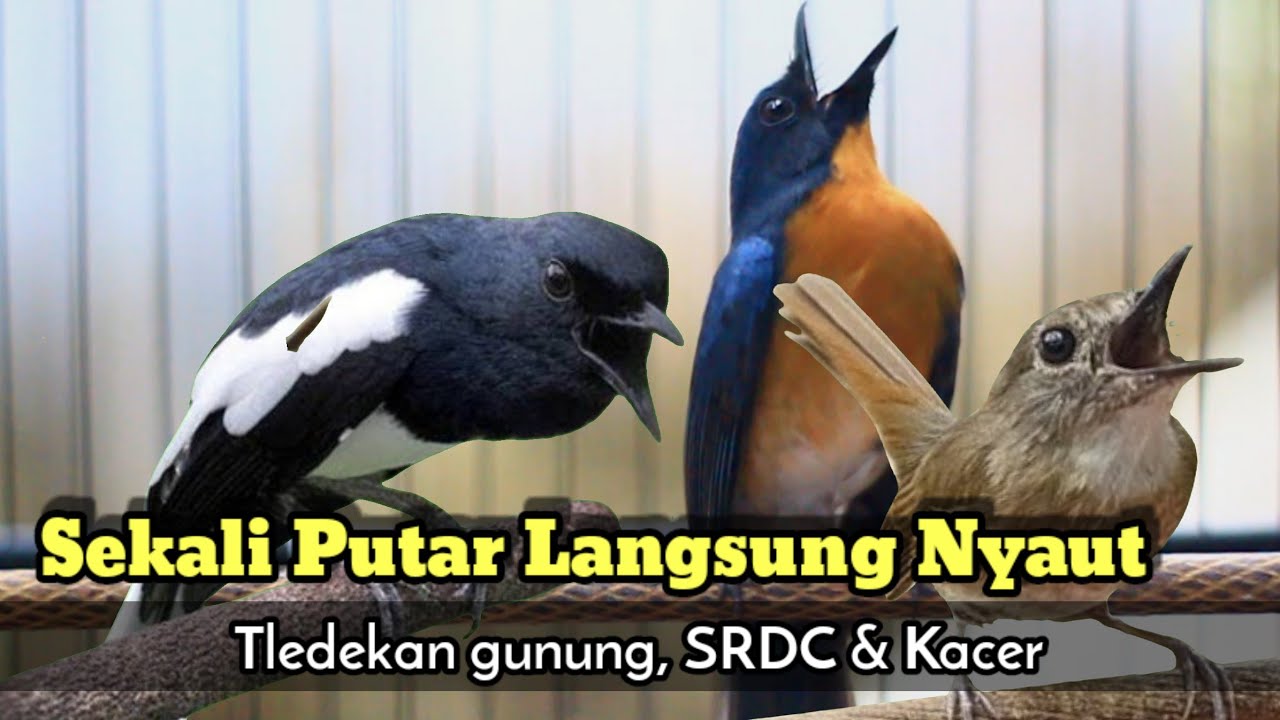 TLEDEKAN GUNUNG GACOR FULL MERANGSANG EMOSI SRDC DAN KACER