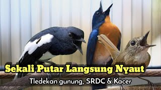 TLEDEKAN GUNUNG GACOR FULL MERANGSANG EMOSI SRDC DAN KACER