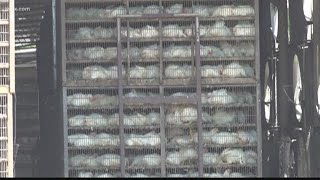 Workers protest conditions at South Carolina chicken plant