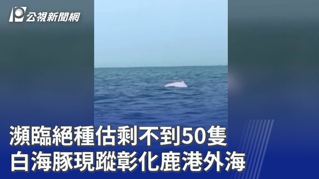 瀕臨絕種估剩不到50隻 白海豚現蹤彰化鹿港外海｜20260228 公視晚間新聞