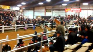 $28000 Mare At Mid - America Drafthorse Sale