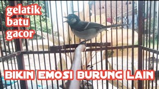Gelatik batu gacor bikin emosi burung lain 