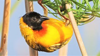 Tecelão-De-Cabeça-Preta Canto Ninho Ploceus Melanocephalus Sound Black-Headed Weaver Call