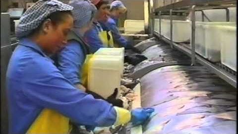 Processing fish