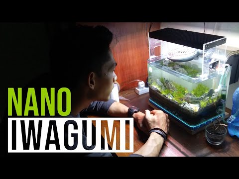 amazing-iwagumi,-nano-iwagumi-style-aquascape-indonesia-2020