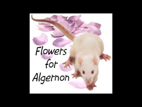 Video: Sino si Mr Donner sa Flowers for Algernon?