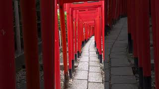 “Tokyo’s Secret Torii Tunnel! | Nezu Shrine in Bunkyo 🇯🇵✨”