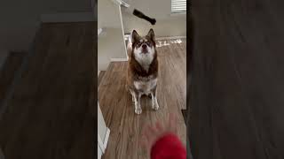 Orange waited for her greenie, caught it in the air, and walked to her bed.