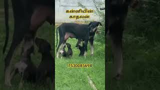 #srivilliputtur #trichy #dogs #pets #petanimals #kids #lovelymoments #gamil #children #kanni #sunni